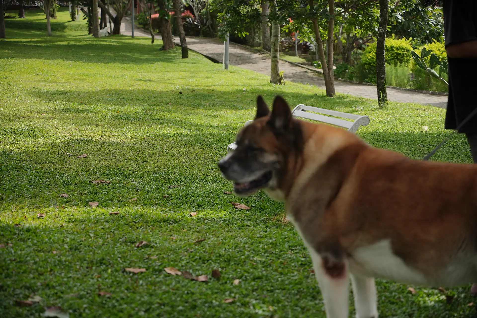 Akita dog on the lawn